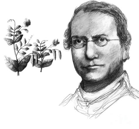 Gregor Mendel, Father Of Genetics Photograph by Spencer Sutton