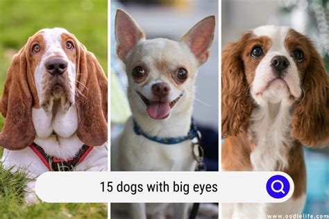 15 Dogs With Big Eyes [Breeds With Photos] - Oodle Life