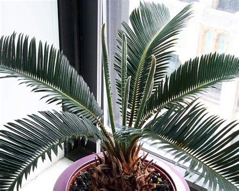 Complete Guide to Cycads: How to Grow & Care for "Macrozamia"