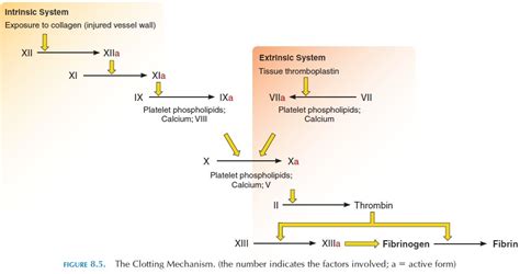 The Clotting Mechanism - Blood