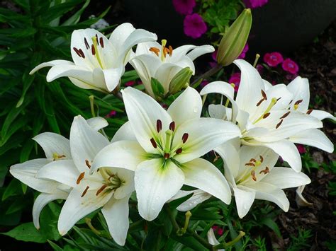 About the Lily Flower and Plant Cultivation Method Lily Right