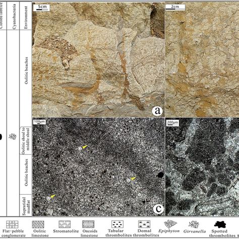 Characteristics of the Columnar Girvanella thrombolites in the Mantou... | Download Scientific ...