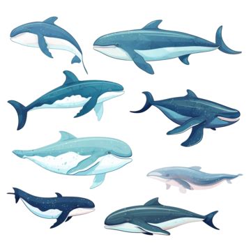 Whale Animals Ocean, Whale, Fish, Animal PNG Transparent Image and Clipart for Free Download