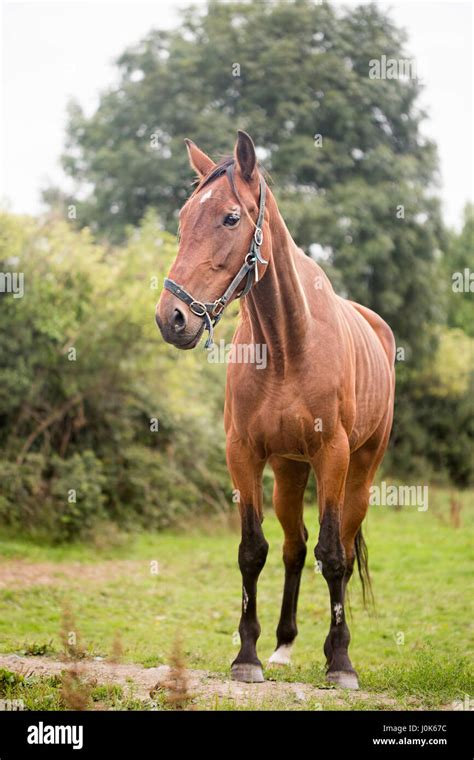 Brown horse on the farm Stock Photo - Alamy