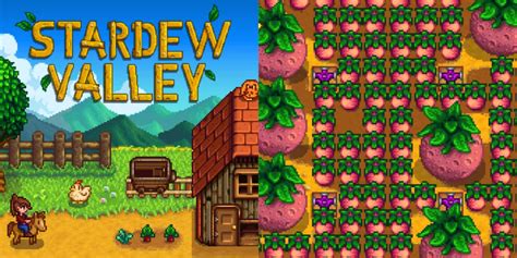 Stardew Valley: The Best Summer Crops