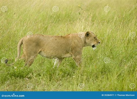 Female lion stock image. Image of tanzania, nearby, lion - 35384971