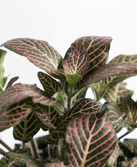 Fittonia Plant Care Guide - Bloomscape | Plant care, Plants, House plant care