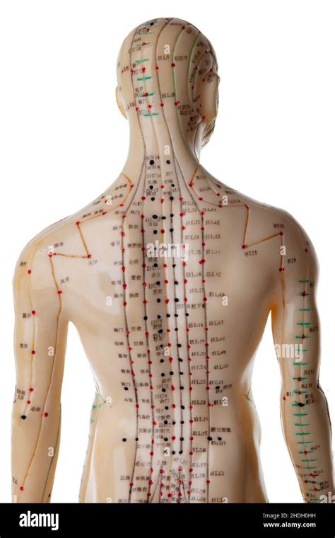 acupuncture, meridian, acupunctures, meridians Stock Photo - Alamy