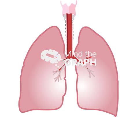 Lung pulmonary edema