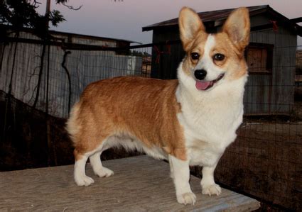 Chigi (Corgi Chihuahua mix) Facts, Temperament, Training, Puppies, Pictures