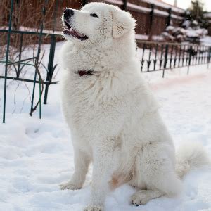 Maremma Sheepdog Facts - Wisdom Panel™ Dog Breeds