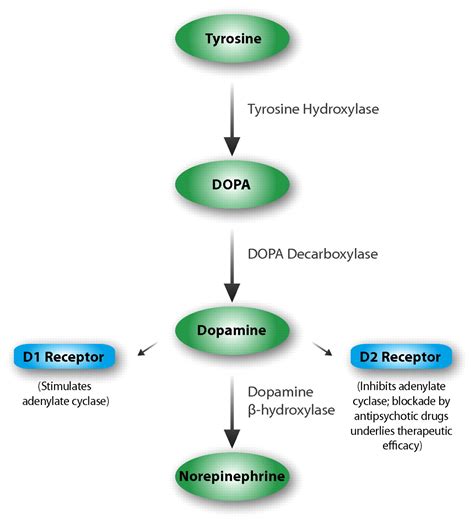 Dopamine Synthesis Mechanism