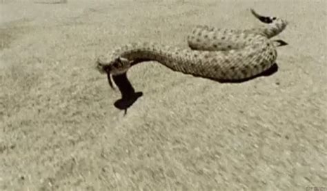 Snake Strike GIF - Snake Strike Rattle - Discover & Share GIFs