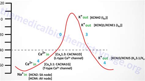 Cell ultrastructure medical human muscle tissue cardiac muscle anatomical enlarged model ...