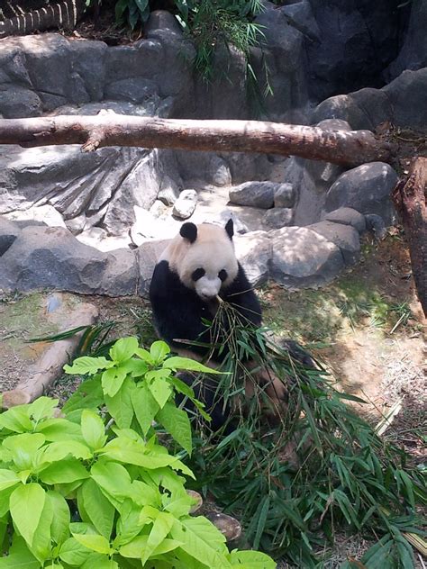 Singapore 2013 | Singapore zoo, giant panda. Brand new enclo… | Flickr