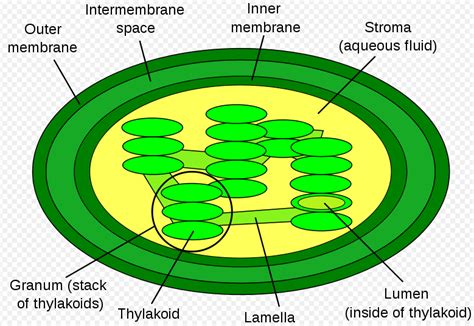 Thylakoids; Grana; Thylakoid Membrane