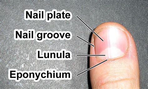 Nail Plate - Appearance, Function and Pictures