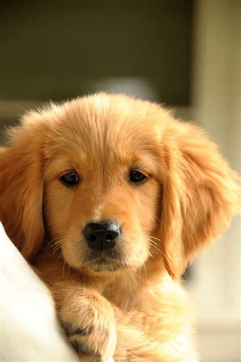 10 Reasons Why You Should Never Own Golden Retrievers