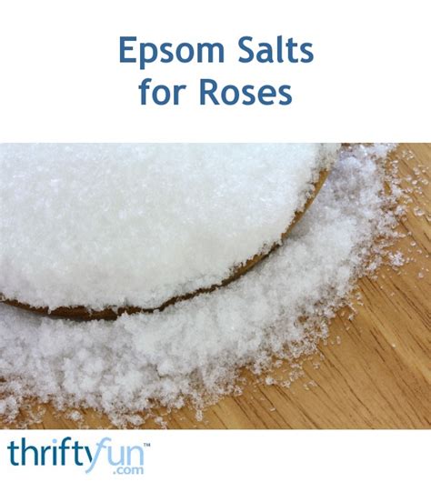 Epsom Salts for Roses | ThriftyFun