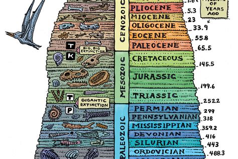 Fossils Diagram | Quizlet