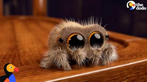 Lucas The Spider Creator Explains How He Makes People Fall In Love With Spiders | The Dodo - YouTube