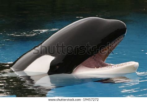 Killer Whale Orca Mouth Open Looking Stock Photo 19457272 | Shutterstock