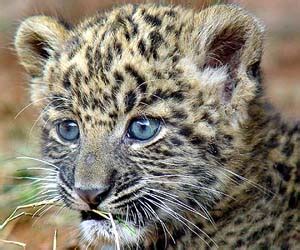 Unusual Sighting: Blue-Eyed Leopards Seen in Jungles of India - India's Endangered