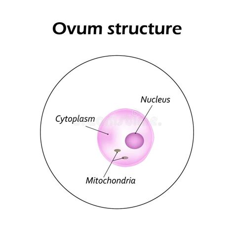 Structure And Function Of The Ovum