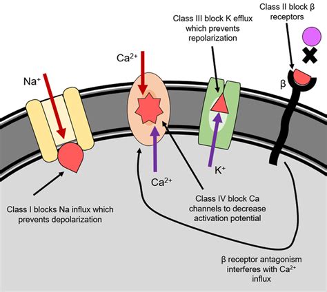 Schematic representation of the action of vasodilating agents adenosine ...