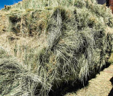 Bermuda Grass Hay For Sale | Conway Feed & Supply