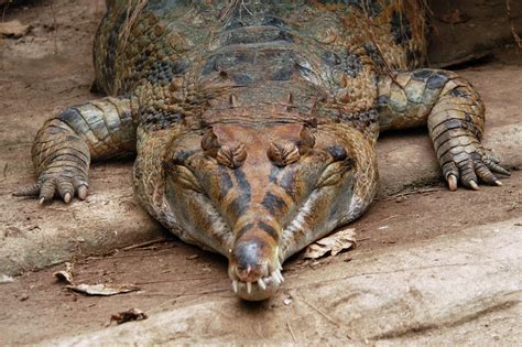 Weird & Wonderful Vol 10: False gharial [Tomistoma schlegelii ...