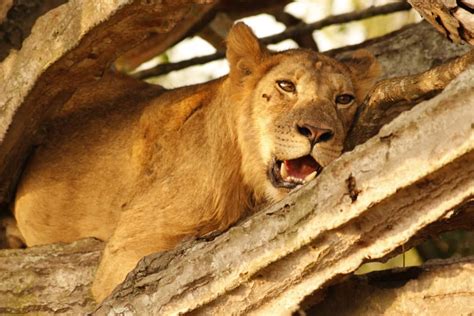 Tree Climbing Lions of Queen Elizabeth National Park | ChimpReports