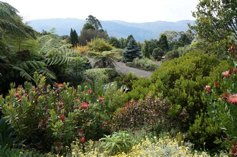 File:Mt Tomah Botanical Gardens - Garden 5 Proteaceae.JPG - Wikipedia, the free encyclopedia