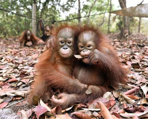 Sick, hungry orangutans fall victim to Indonesia fires crisis | Daily Mail Online