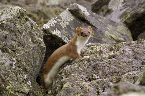 Ermine | Coat, Habitat, & Facts | Britannica