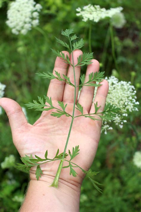 Foraging Queen Anne’s Lace (& Avoiding Look Alikes)