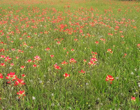 Indian Paintbrush Seeds 3000 to 9000 2021 Harvest FREE | Etsy