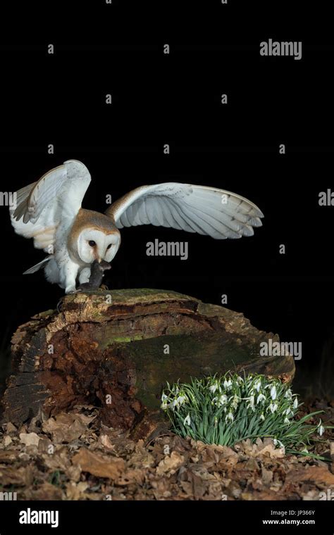 Barn owl (Tyto alba) hunting prey at night Stock Photo - Alamy