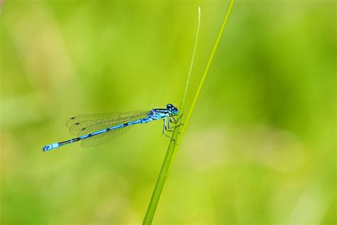 Blue Dragonfly Close-up Free Stock Photo - Public Domain Pictures