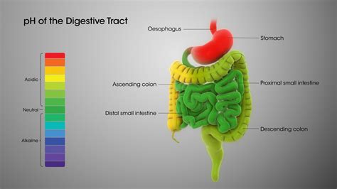 Digestive System: Role of Stomach and Small Intestine