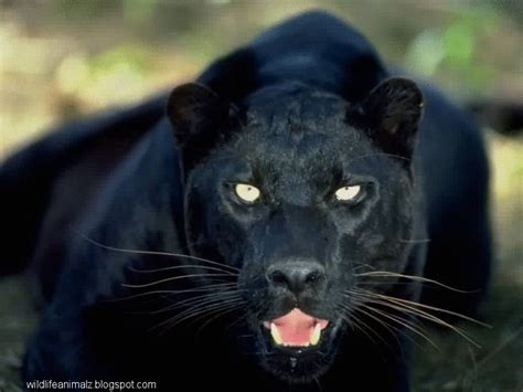 Black Leopard-Panther | The Wildlife