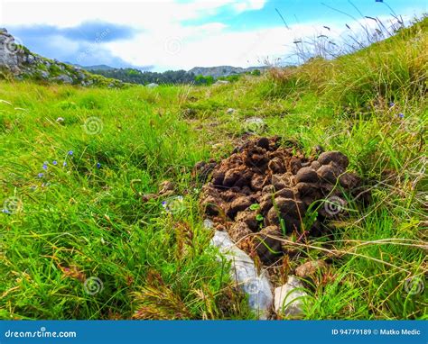 Horse Dung Or Manure. Stock Photo | CartoonDealer.com #32853174