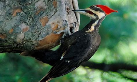 TAXONOMÍA ANIMAL: PÁJARO CARPINTERO