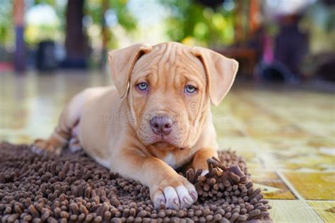 Puppy brown pit bull stock image. Image of black, breed - 147225429