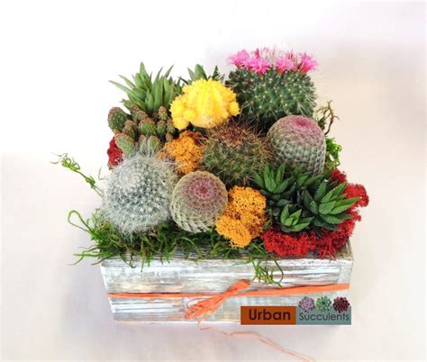 Live Cactus Arrangement in Wooden Container