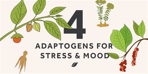 What Are Adaptogens and What Do They Do? | BODi