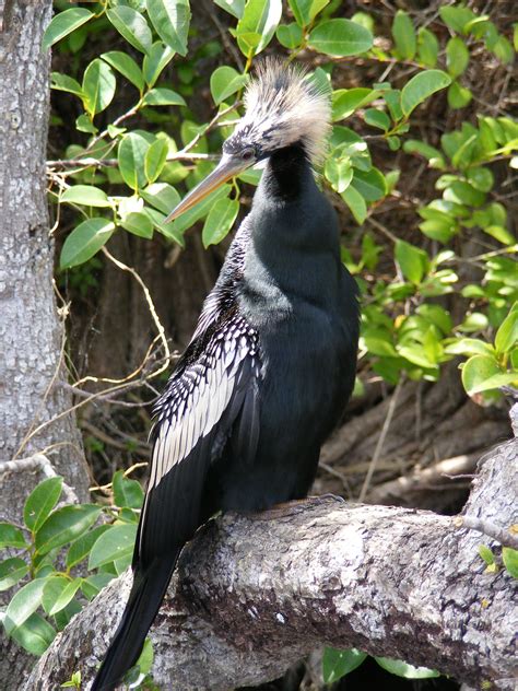 Everglades National Park: Animal Highlights | Everglades national park ...