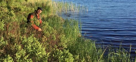 Bog Myrtle by the Lake and Brewers Who Grow Barley