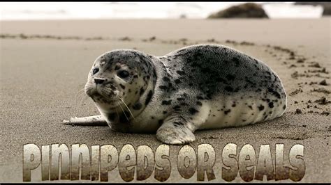 Pinnipeds - YouTube