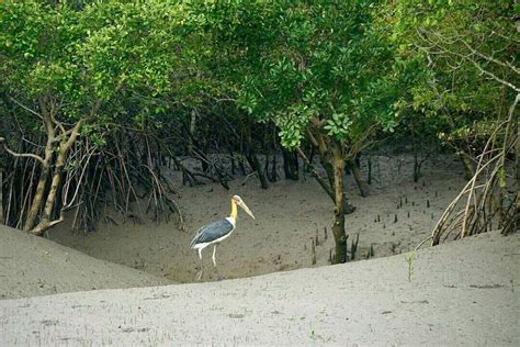 Sundarban Wildlife Photography Tour | Sundarban Birds Photography Tour